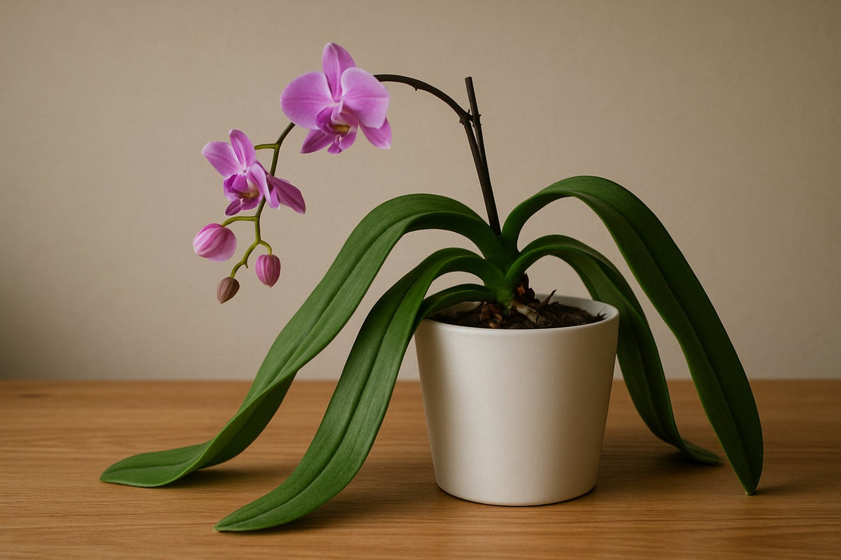 Warum hängen die Blätter deiner Orchidee schlaff herunter?