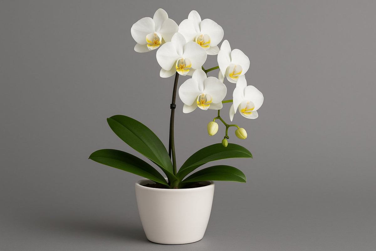 Der richtige Übertopf für deine Orchidee: Alles, was du wissen musst