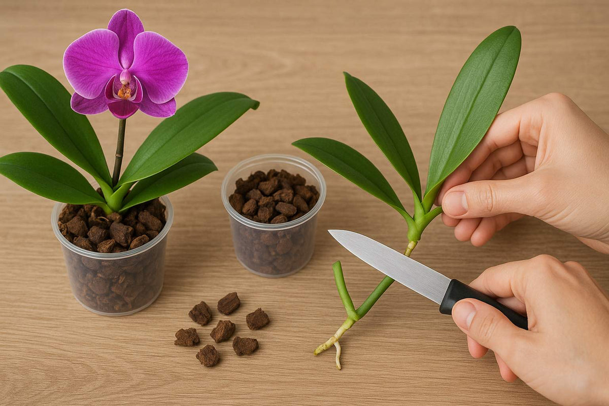 Orchideen erfolgreich vermehren: Dein Weg zu neuen Pflanzen