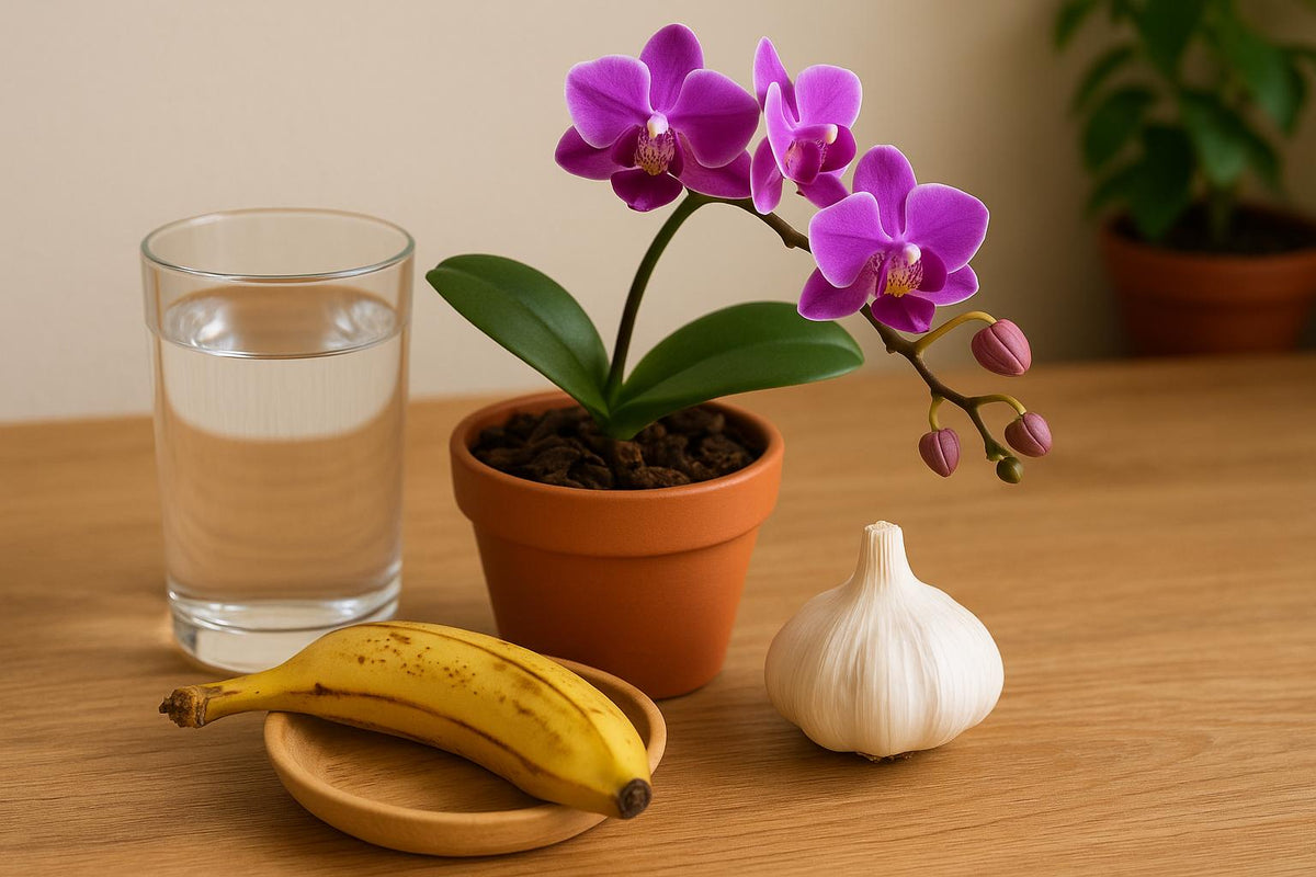 Orchideen pflegen mit Hausmitteln: So gelingt’s