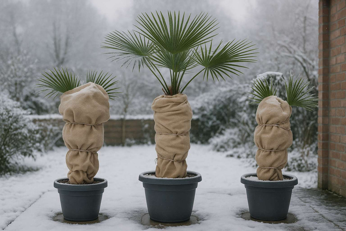 So überwinterst du deine Palmen erfolgreich im Freien