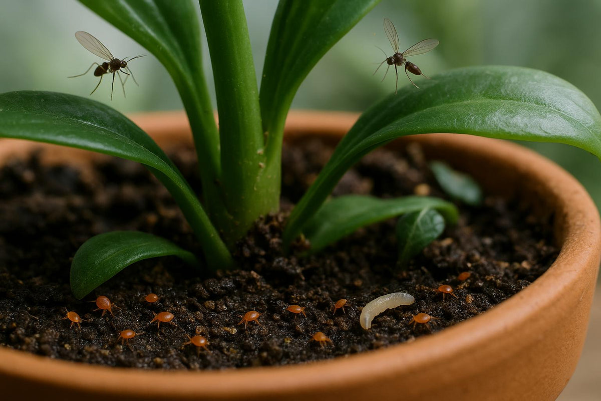 Raubmilben gegen Trauermücken: Biologische Schädlingsbekämpfung
