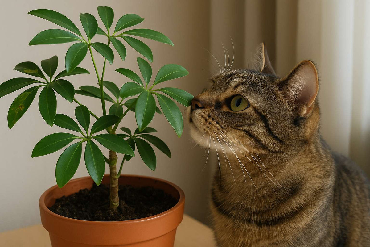 Schefflera und Katzen: Ist die Strahlenaralie giftig?