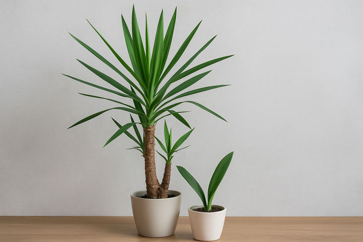 Welche Yucca-Palme hast du? Dein Weg zur richtigen Identifikation