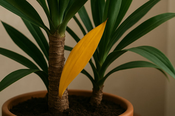 Gelbe Blätter an deiner Yucca-Palme: Ursachen und Lösungen
