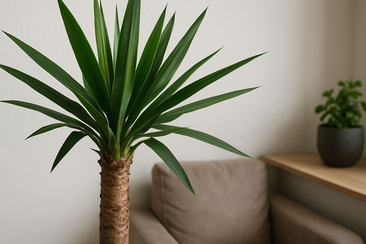 Ist die Yucca-Palme wirklich giftig? Ein Überblick für dich