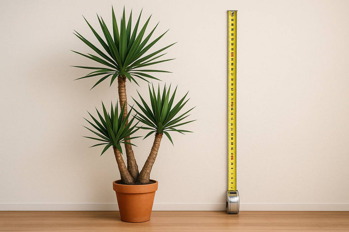 Alles zur Größe deiner Yucca Palme