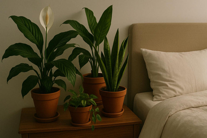 Pflanzen im Schlafzimmer: 10 Arten, die wirklich passen