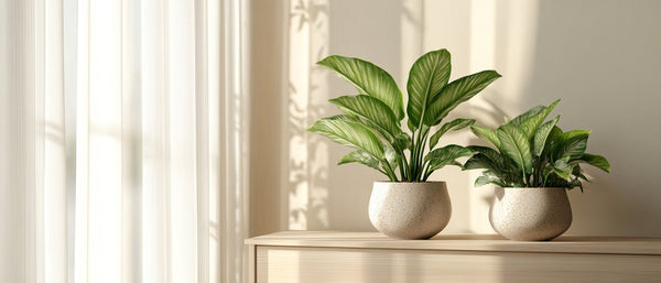 Aglaonema
