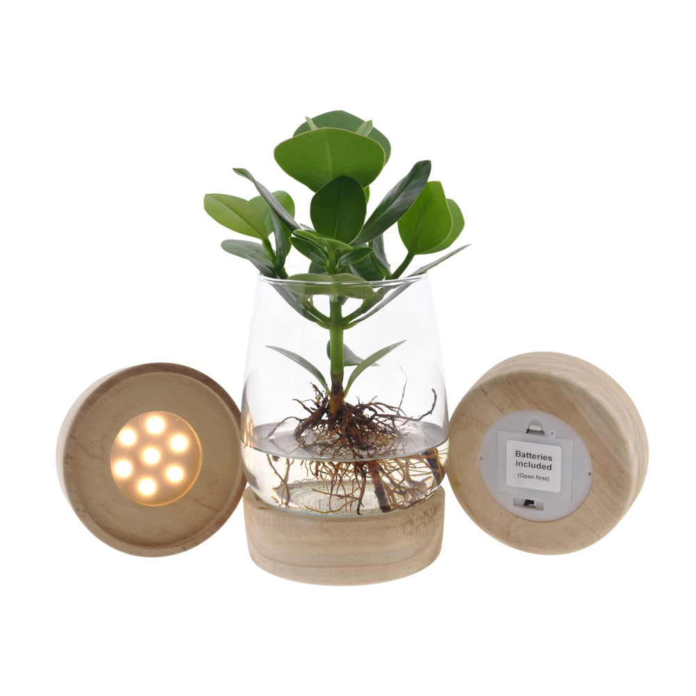 Clusia im Kingston-Glas + LED - 30cm in einem modernen Studio mit modernem Topf