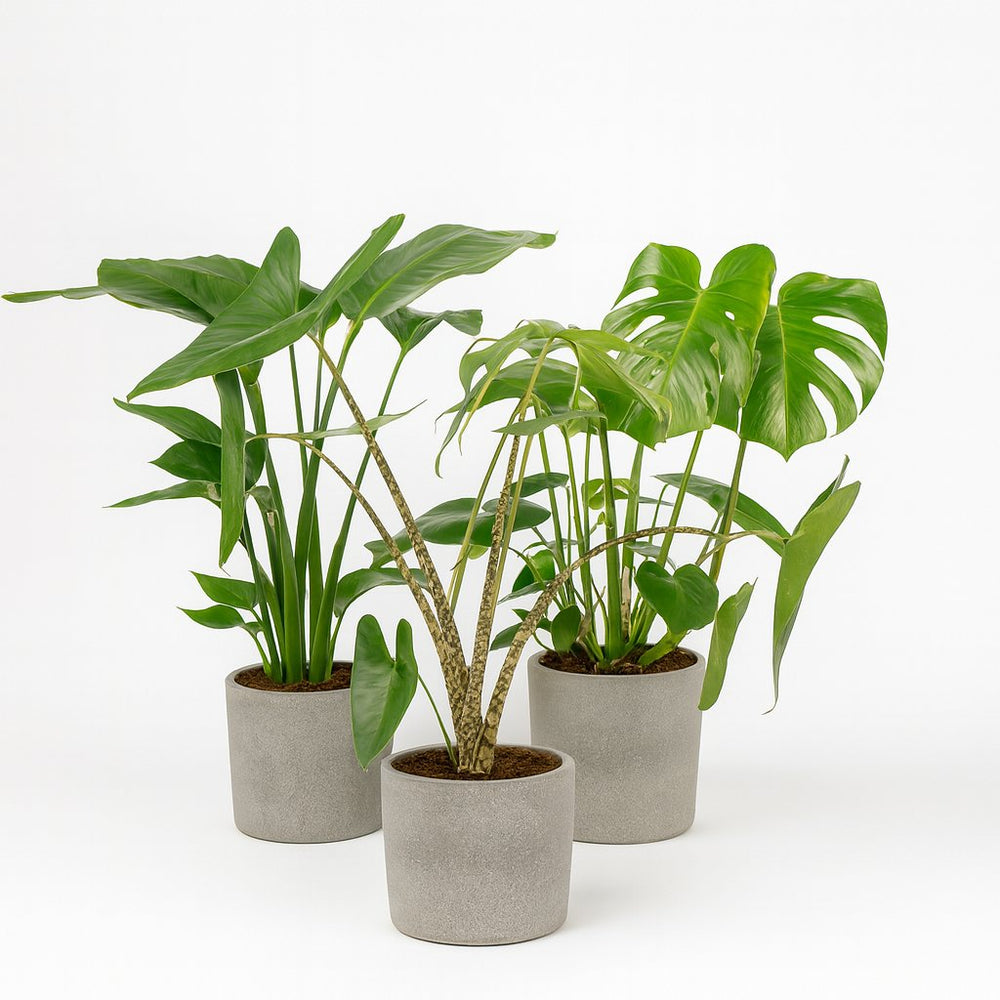 Pflanzenset "Urban Jungle Trio" (3 Stück) - 75cm in einem modernen Studio mit modernem Topf