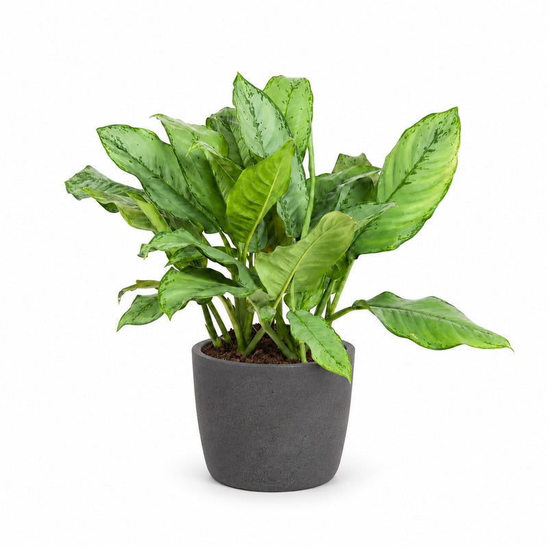 Aglaonema B.J, Freedman Detail