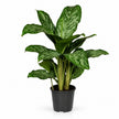 Aglaonema Greenlight - 60cm