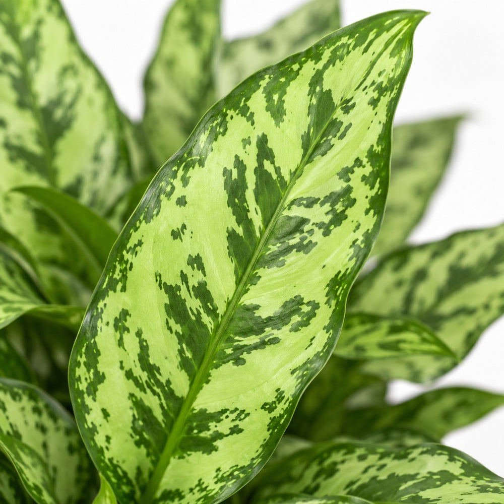 Aglaonema Romeo, Nahaufnahme Blatt