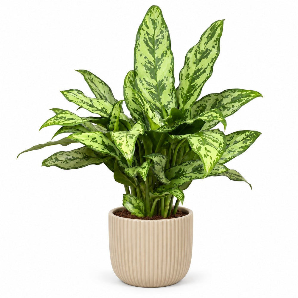 Aglaonema Romeo - 60cm, Stylingbeispiel im Übertopf (Übertopf nicht enthalten)