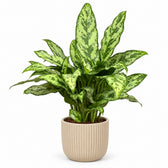 Aglaonema Romeo - 60cm, Stylingbeispiel im Übertopf (Übertopf nicht enthalten)