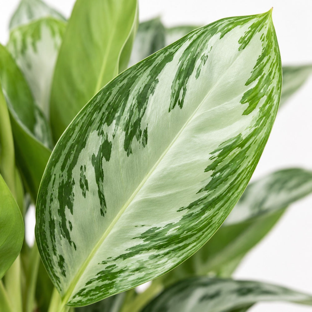 Aglaonema Silver Bay (55cm, Ø17cm), Nahaufnahme Blatt
