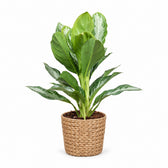 Aglaonema Silver Bay (55cm, Ø17cm), Stylingbeispiel im Übertopf (Übertopf nicht enthalten)