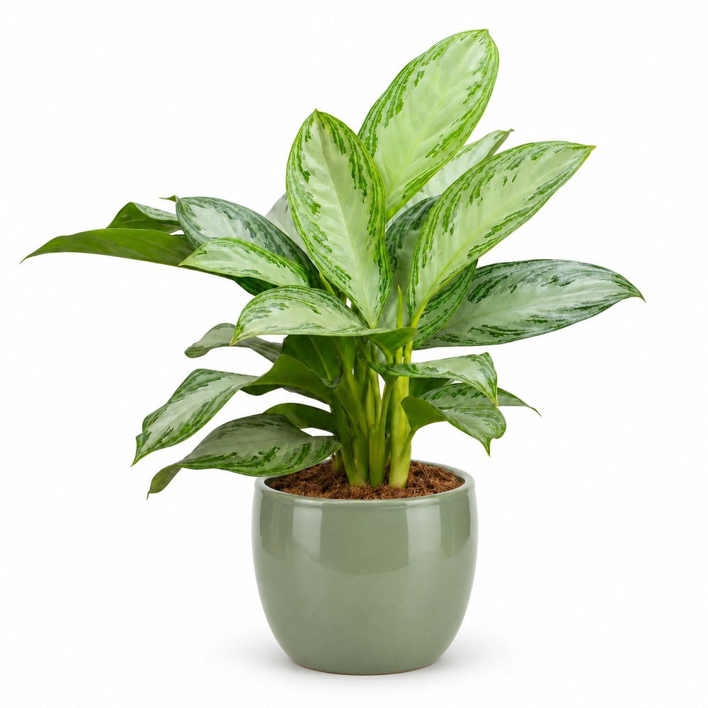 Aglaonema Silver Bay (80cm, Ø21cm), Stylingbeispiel im Übertopf (Übertopf nicht enthalten)