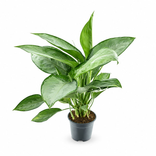Aglaonema Silverado (40cm, Ø14cm) im Kulturtopf