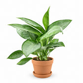 Aglaonema Silverado (40cm, Ø14cm), Stylingbeispiel im Übertopf (Übertopf nicht enthalten)