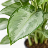 Aglaonema Silverado, Nahaufnahme Blatt