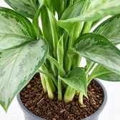 Aglaonema Silverado, Nahaufnahme Wuchs und Triebansatz