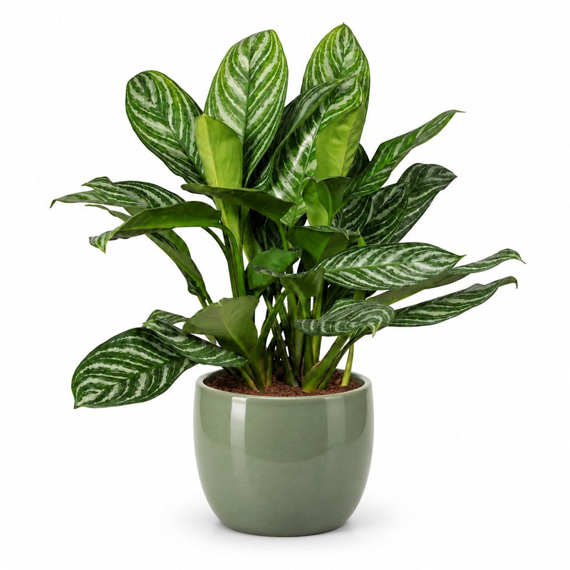 Aglaonema Stripes Detail