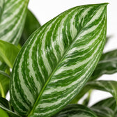 Aglaonema Stripes, Nahaufnahme Blatt