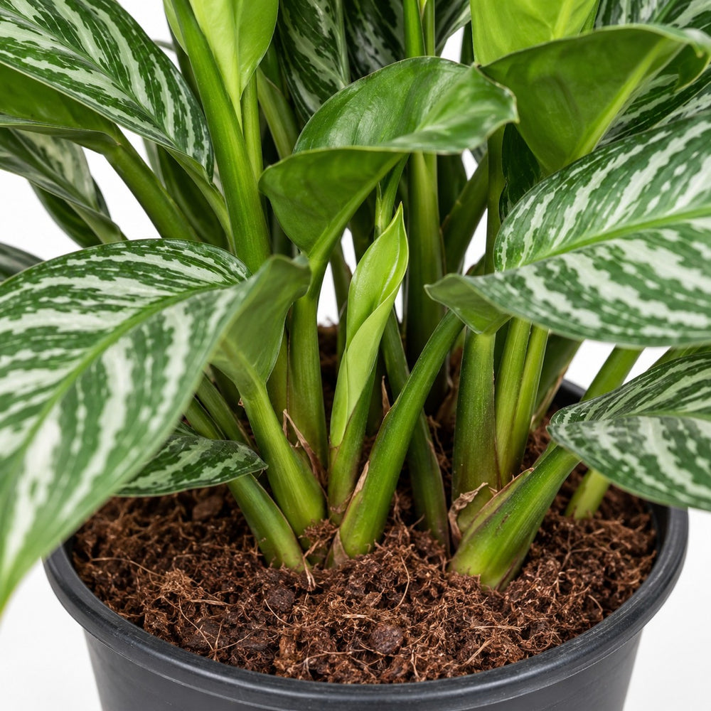 Aglaonema Stripes, Nahaufnahme Wuchs und Triebansatz