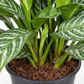 Aglaonema Stripes, Nahaufnahme Wuchs und Triebansatz