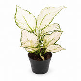 Aglaonema White Joy - 35cm im Kulturtopf