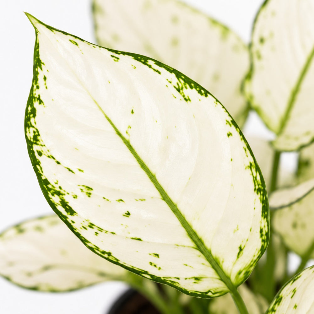 Aglaonema White Joy, Nahaufnahme Blatt