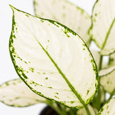 Aglaonema White Joy, Nahaufnahme Blatt