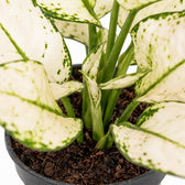 Aglaonema White Joy, Nahaufnahme Wuchs und Triebansatz