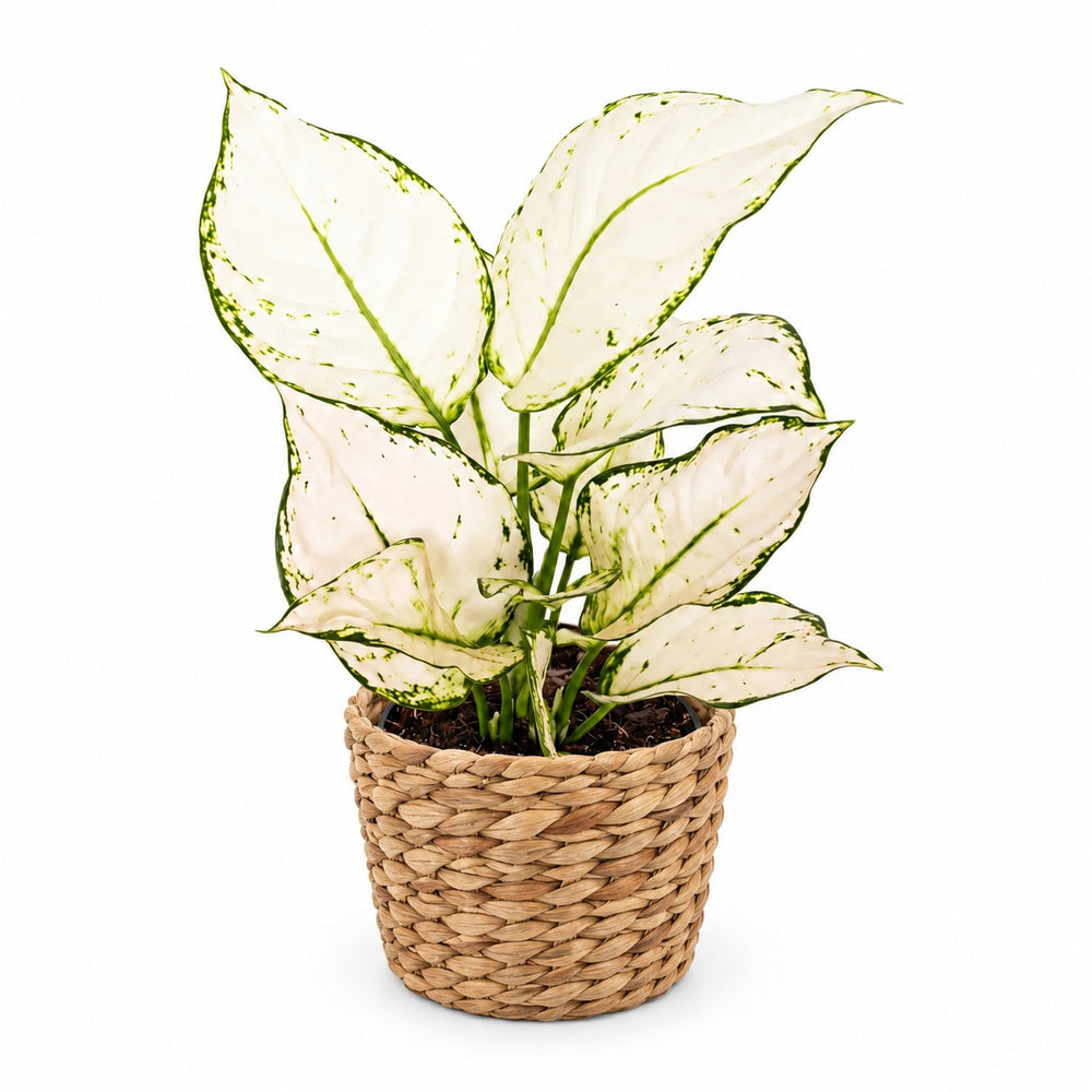 Aglaonema White Joy - 35cm, Stylingbeispiel im Übertopf (Übertopf nicht enthalten)