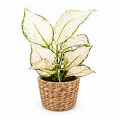 Aglaonema White Joy - 35cm, Stylingbeispiel im Übertopf (Übertopf nicht enthalten)