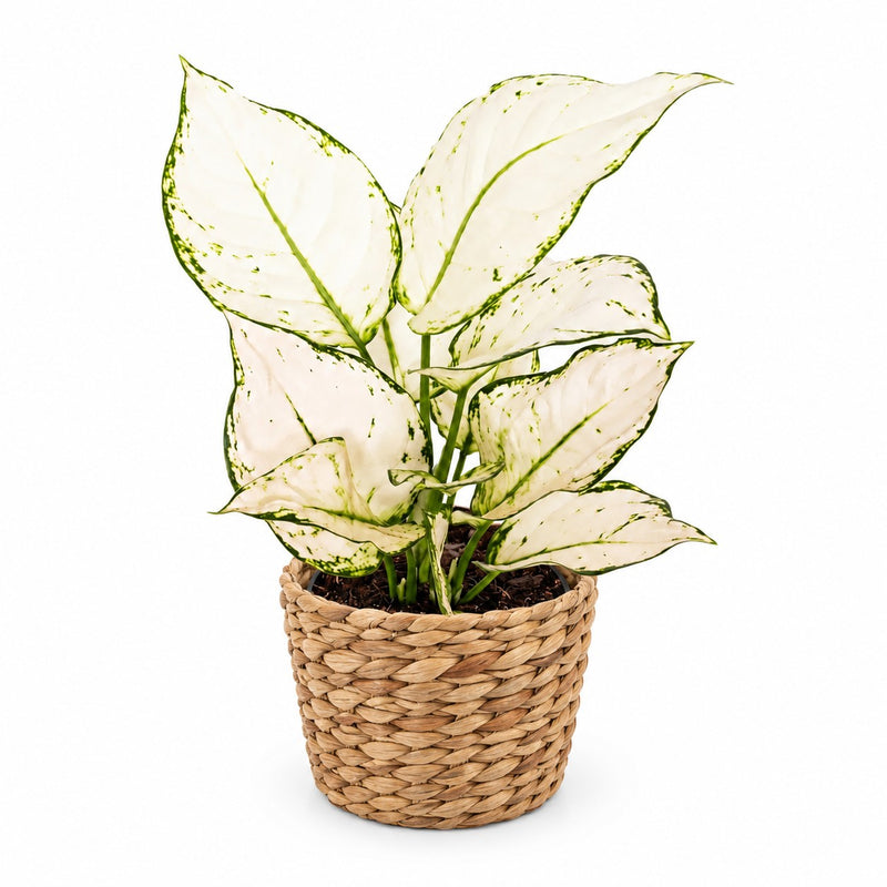 Aglaonema White Joy - 35cm Detail