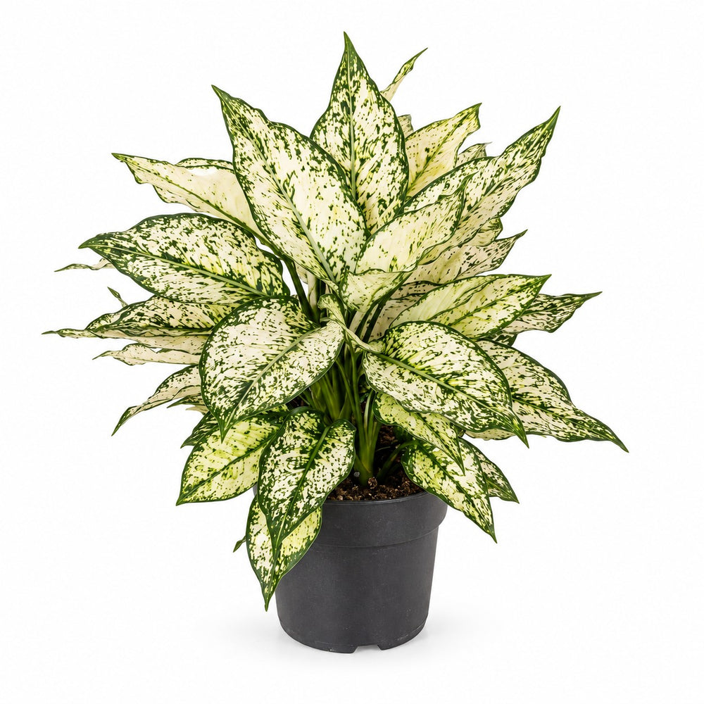 Aglaonema White Kiwi - 40cm im Kulturtopf
