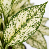 Aglaonema White Kiwi, Nahaufnahme Blatt