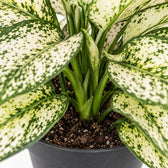 Aglaonema White Kiwi, Nahaufnahme Wuchs und Triebansatz