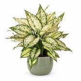Aglaonema White Kiwi - 40cm, Stylingbeispiel im Übertopf (Übertopf nicht enthalten)