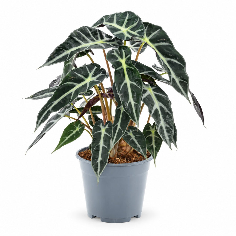 Alocasia Bambino Arrow (40cm, Ø14cm) im Kulturtopf