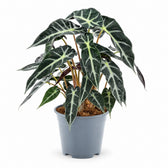 Alocasia Bambino Arrow (40cm, Ø14cm) im Kulturtopf