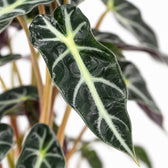 Alocasia Bambino Arrow, Nahaufnahme Blatt