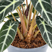 Alocasia Bambino Arrow, Nahaufnahme Wuchs und Triebansatz