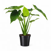 Alocasia Cucullata (55cm, Ø19cm) im Kulturtopf