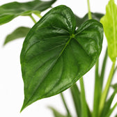 Alocasia Cucullata (55cm, Ø19cm), Nahaufnahme Blatt