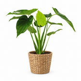 Alocasia Cucullata (55cm, Ø19cm), Stylingbeispiel im Übertopf (Übertopf nicht enthalten)