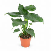 Alocasia Cucullata (80cm, Ø21cm) im Kulturtopf